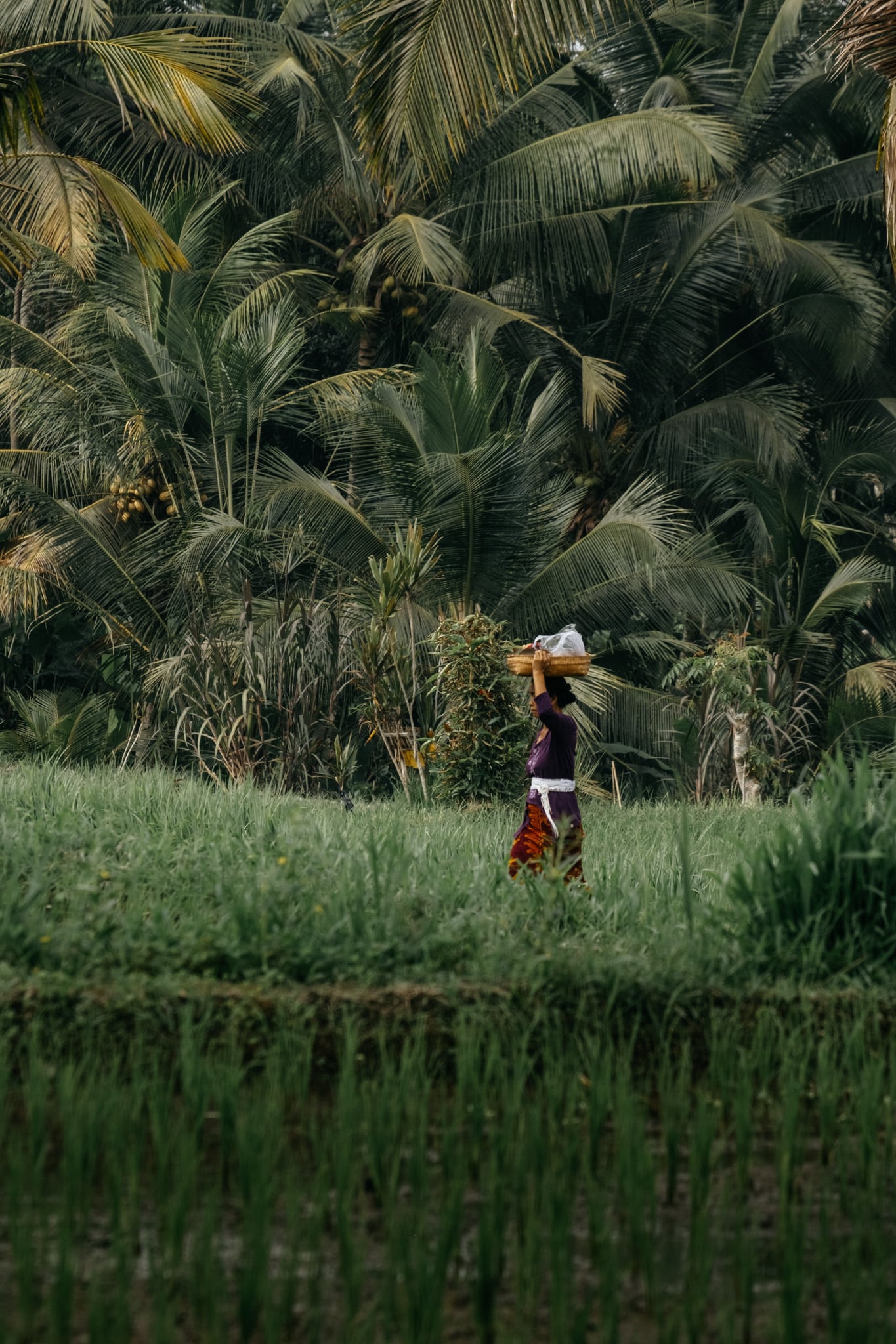 mancingan rice terrace