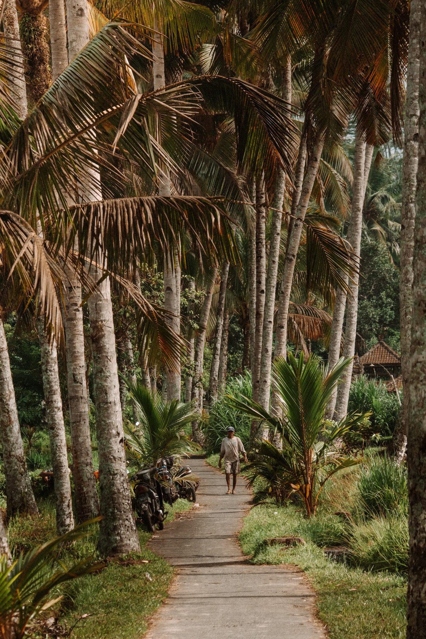 scene de vie mancingan rice terrace