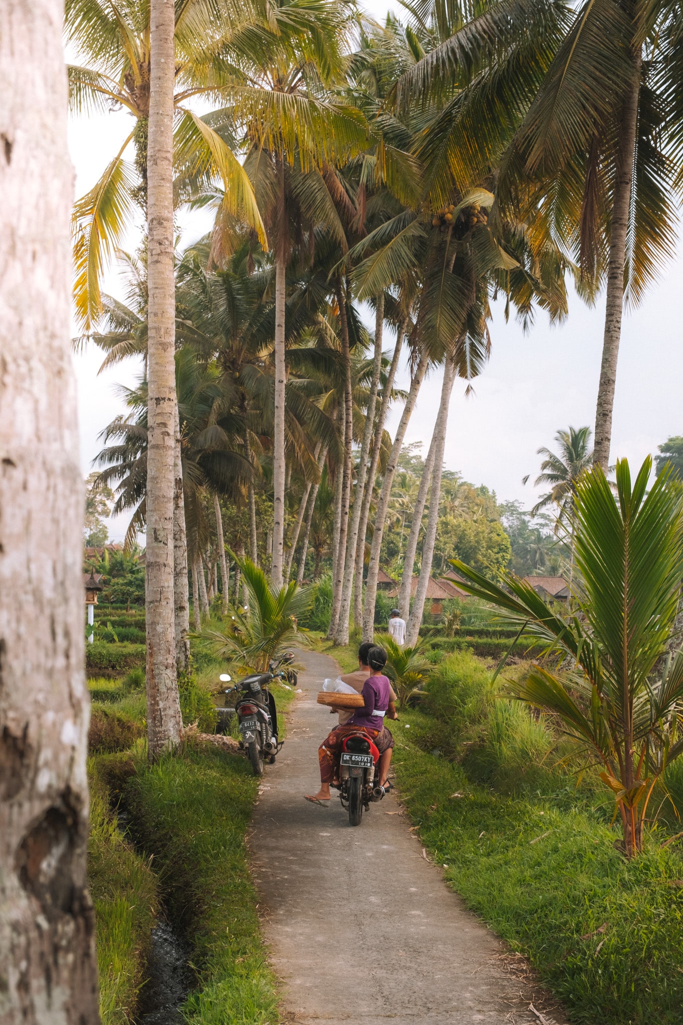 visiter depuis ubud la mancingan rice terrace