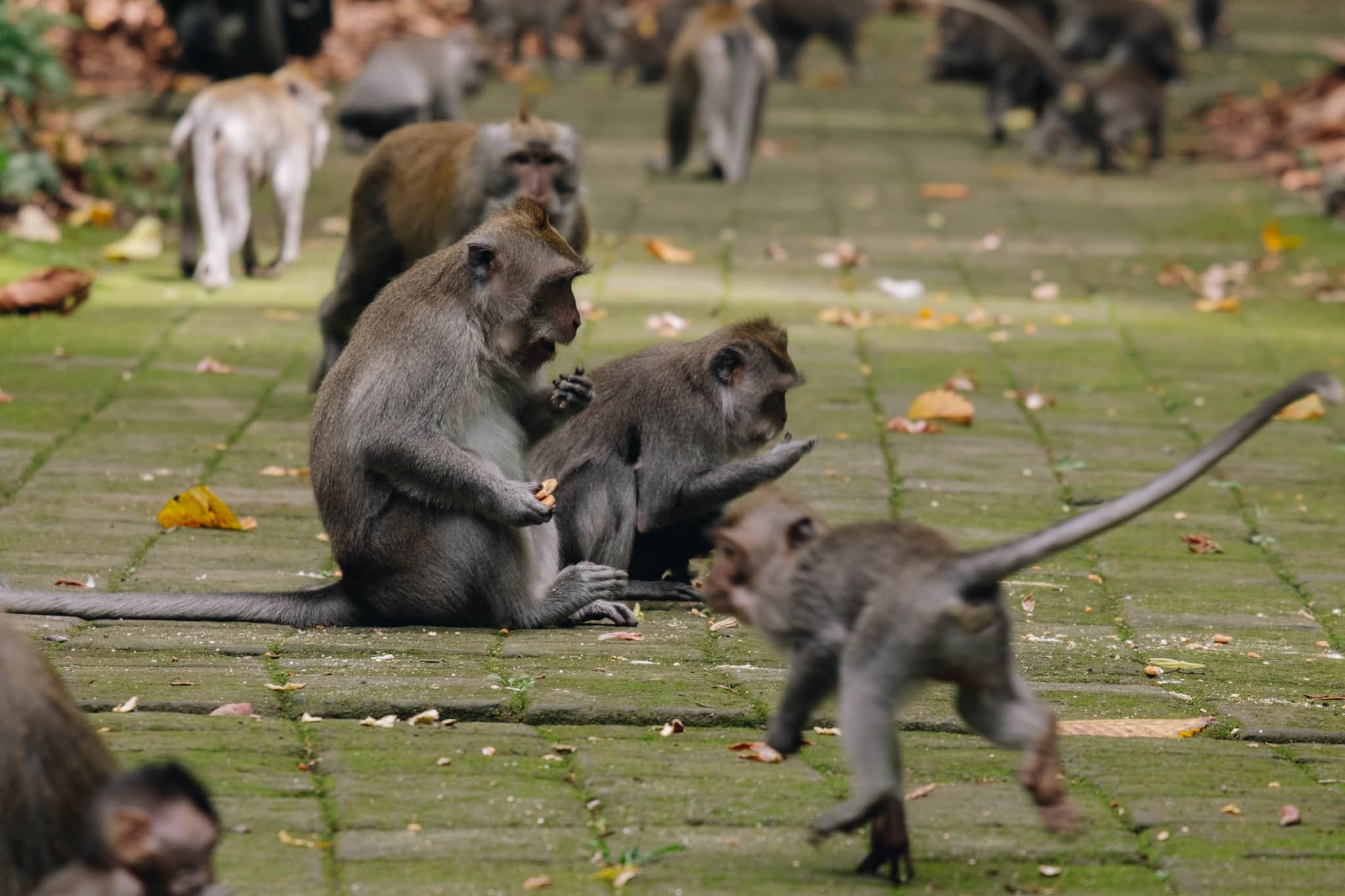 visiter la foret des singes de Sangeh