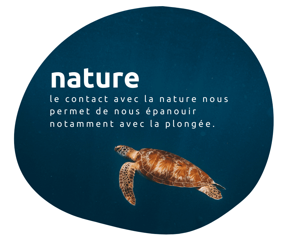 nature paresseux curieux