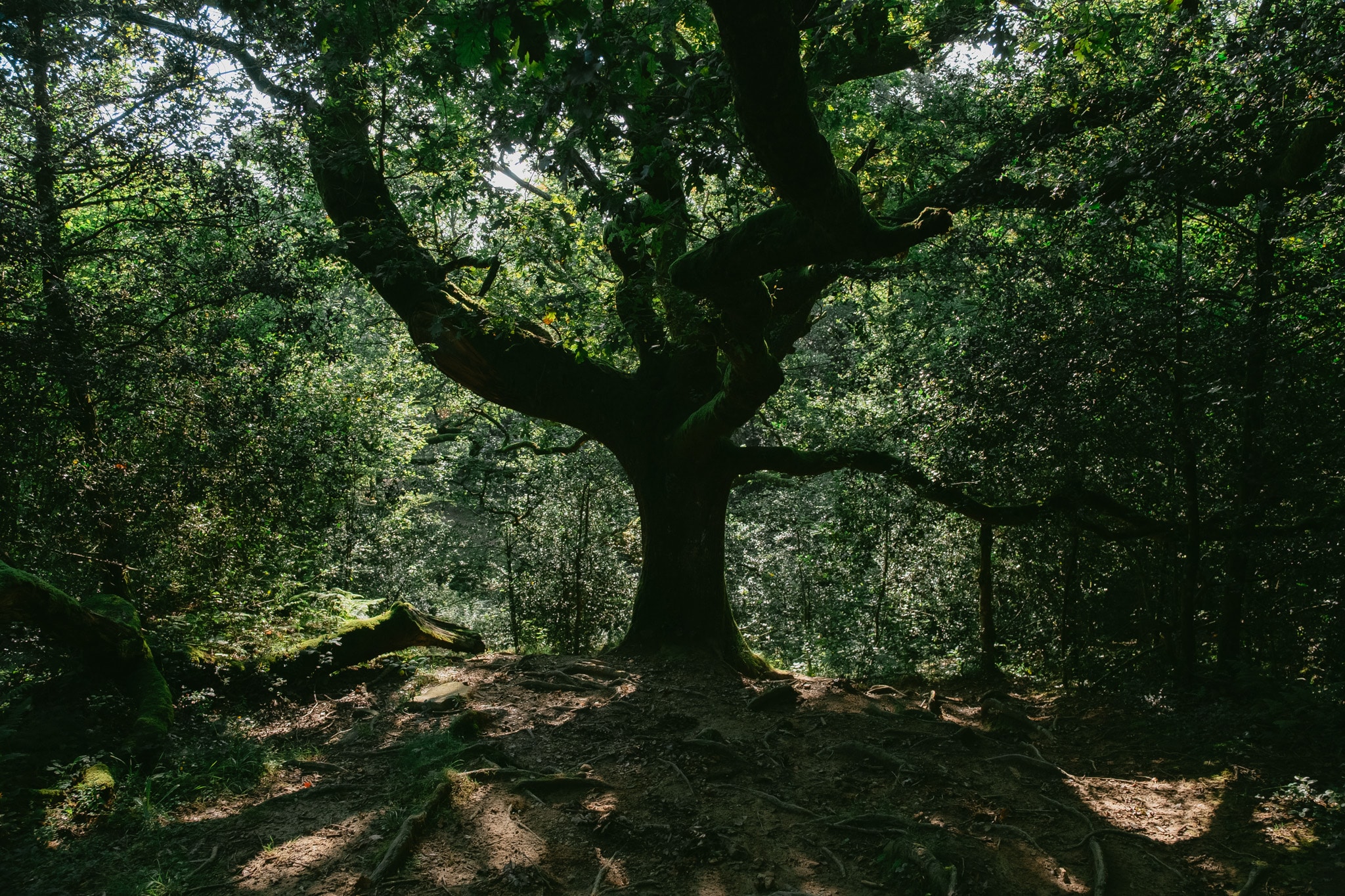 dans les forets basque - france