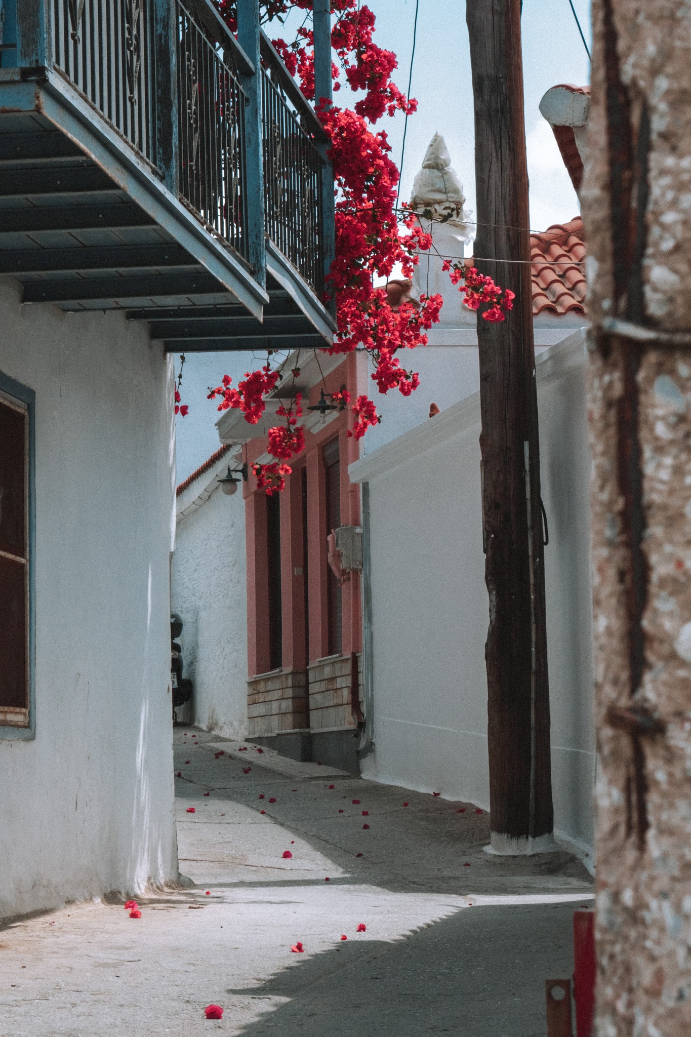 bougainvilliers à glossa en grece