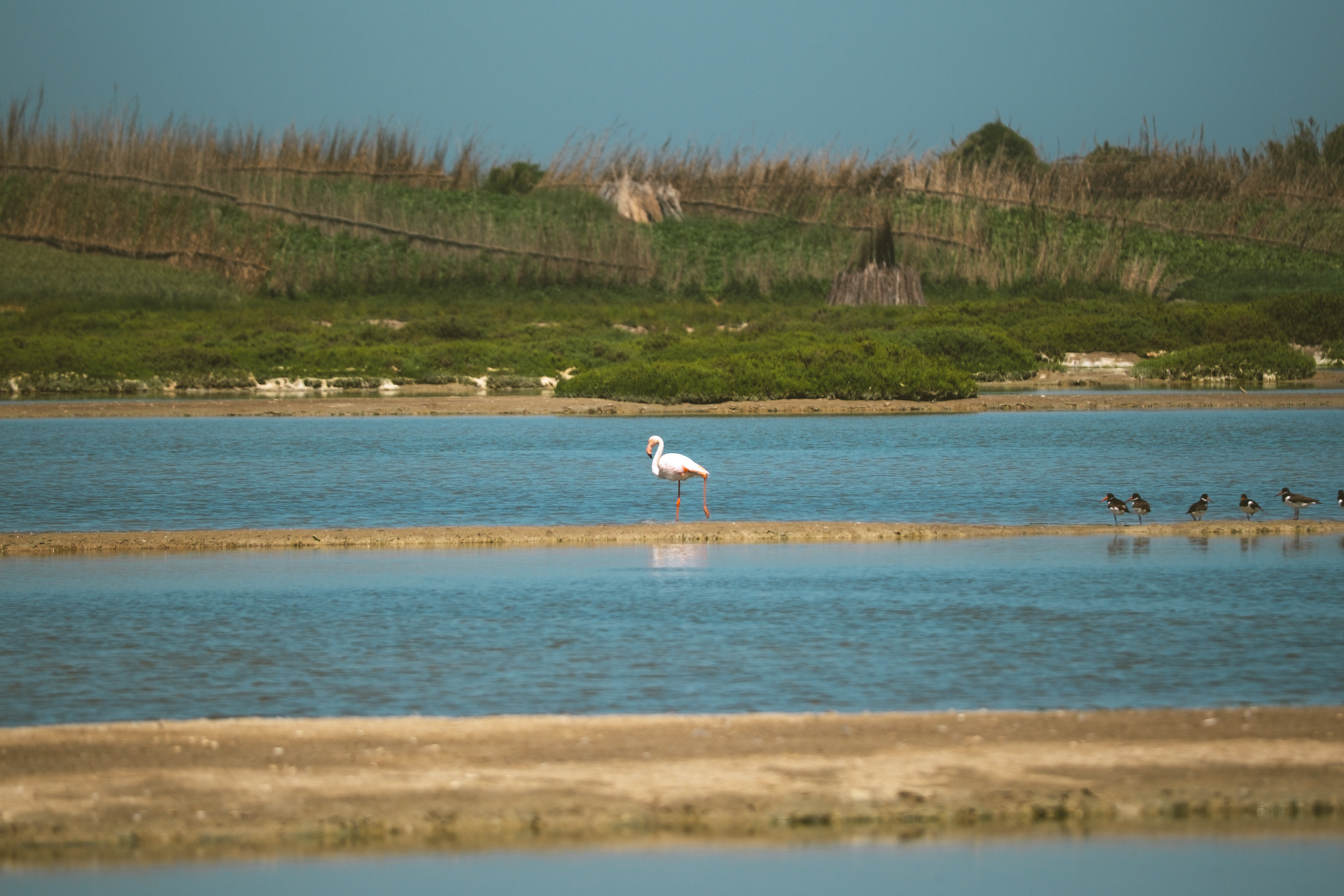 voir des flamants roses à oualidia
