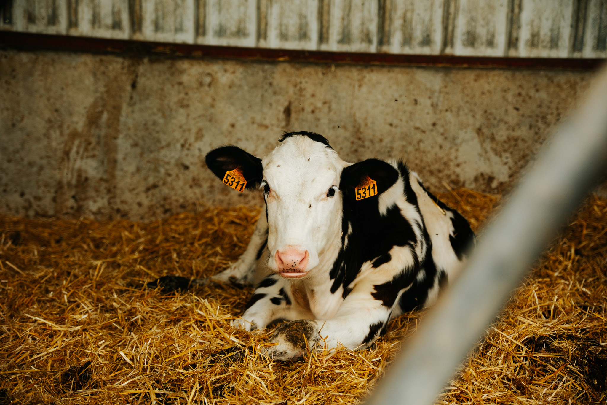 vaches à la ferme sayous pour le fromage et la cremerie