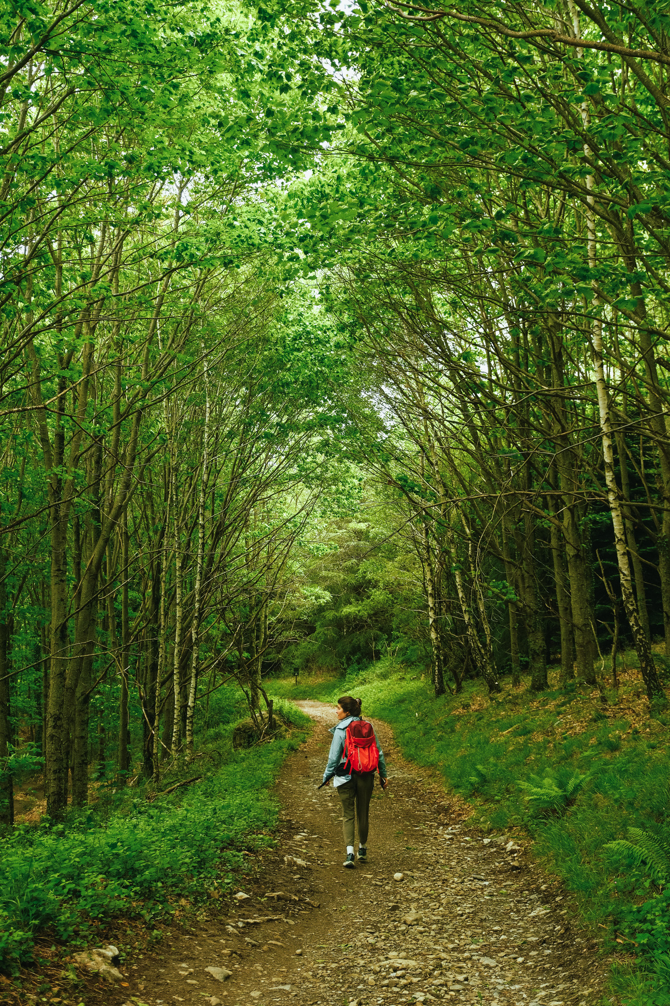 balade en foret à lourdes sur le pic du jer