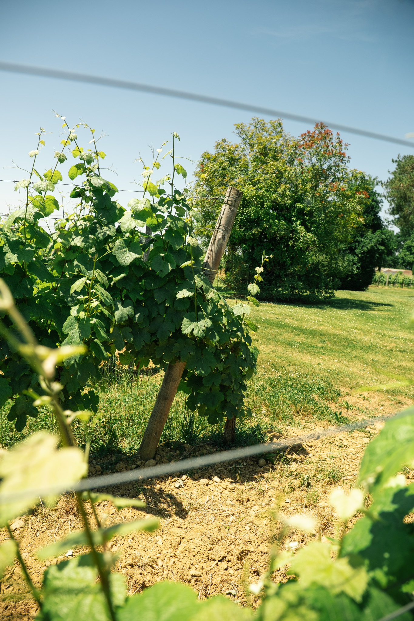 vigne madiran béarn