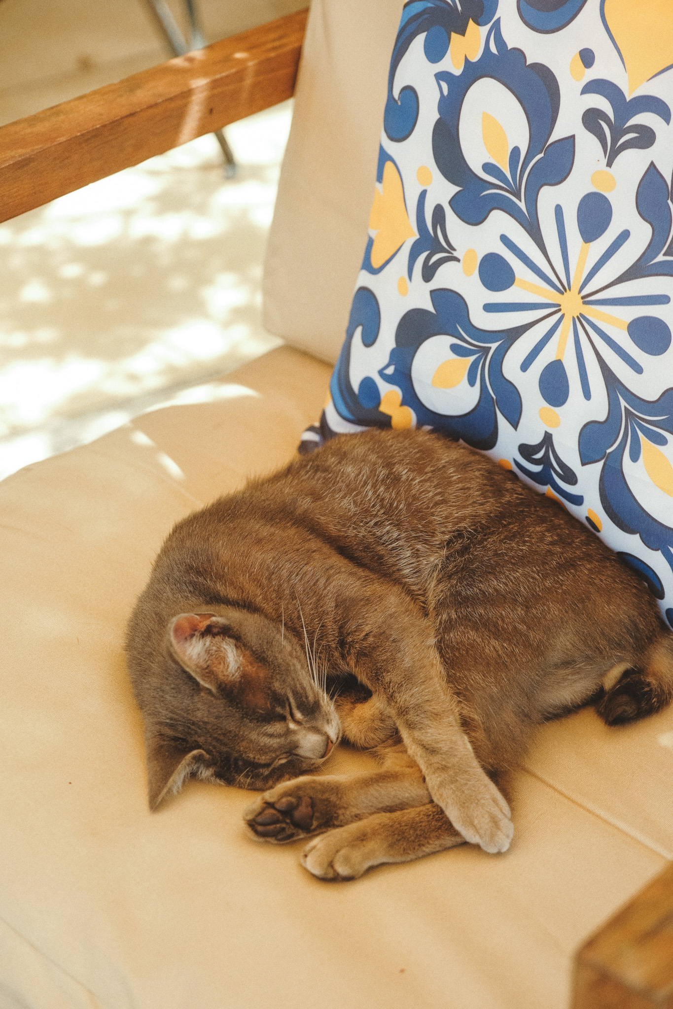 chat du chateau